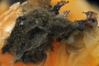 Illustration for article titled Fotografías macroscópicas tan nítidas que parecen irreales